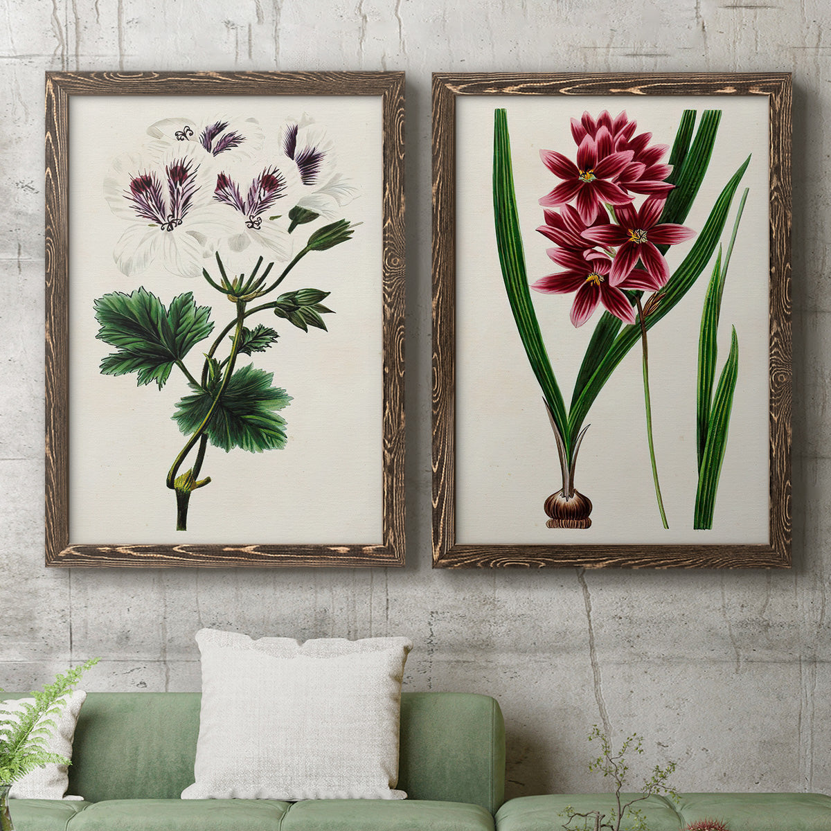 Set of two walnut barnwood framed canvas prints depicting a coordinated art pair of colorful flowering plant specimens rendered as antique botanical plate illustrations above a sofa in a modern living room.