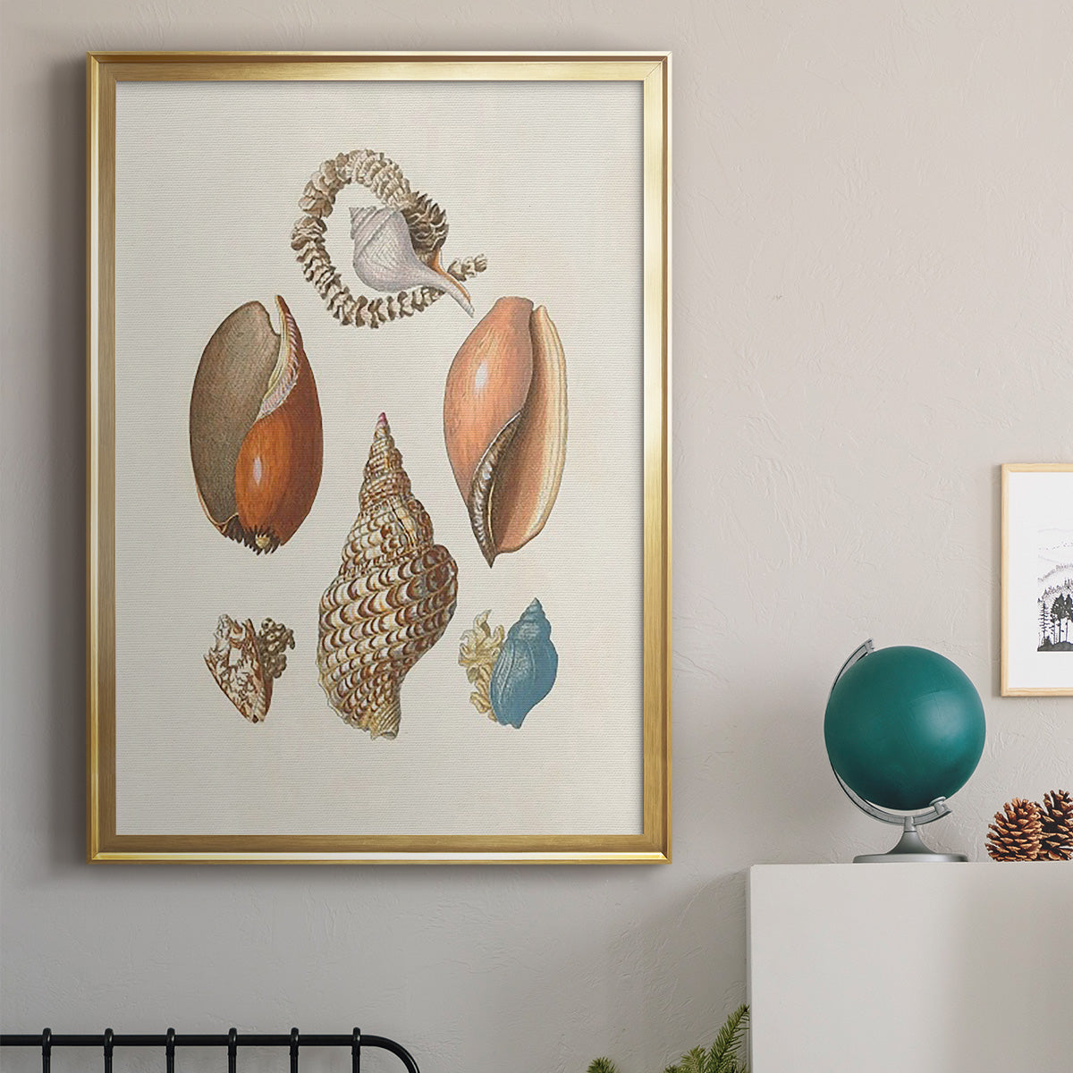Knorr Shells & Coral I - Modern Framed Canvas Print
