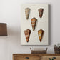 Cone Shell Collection II Premium Gallery Wrapped Canvas - Ready to Hang