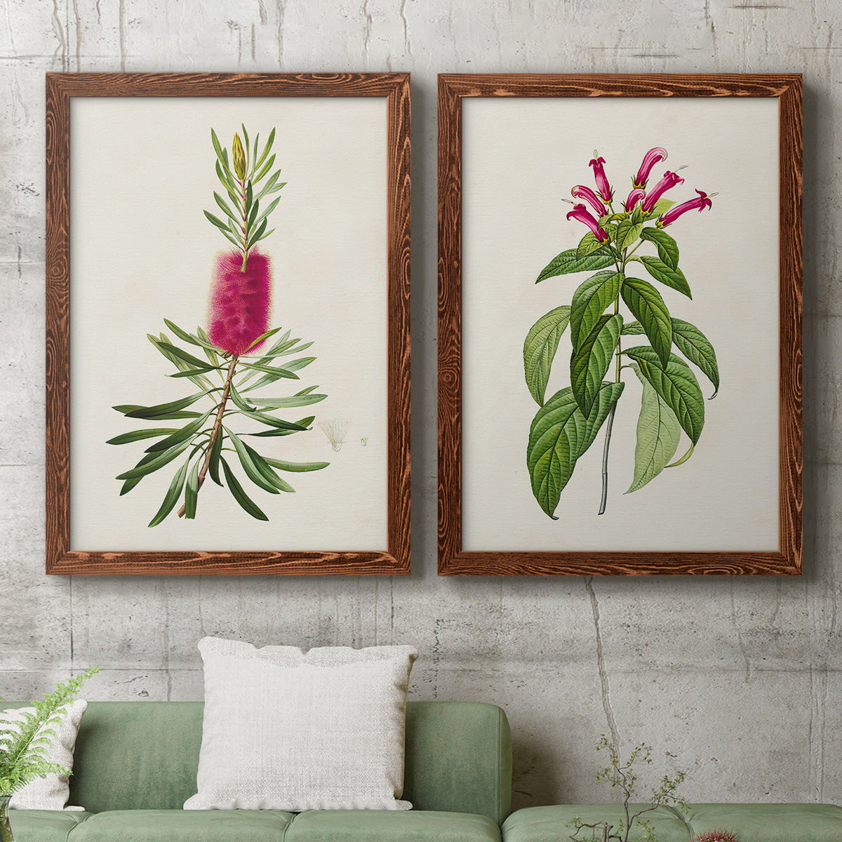 Set of two maple barnwood framed canvas prints depicting a coordinated art pair of pink flowering plant specimens rendered as vintage botanical plate illustrations above a sofa in a modern living room.