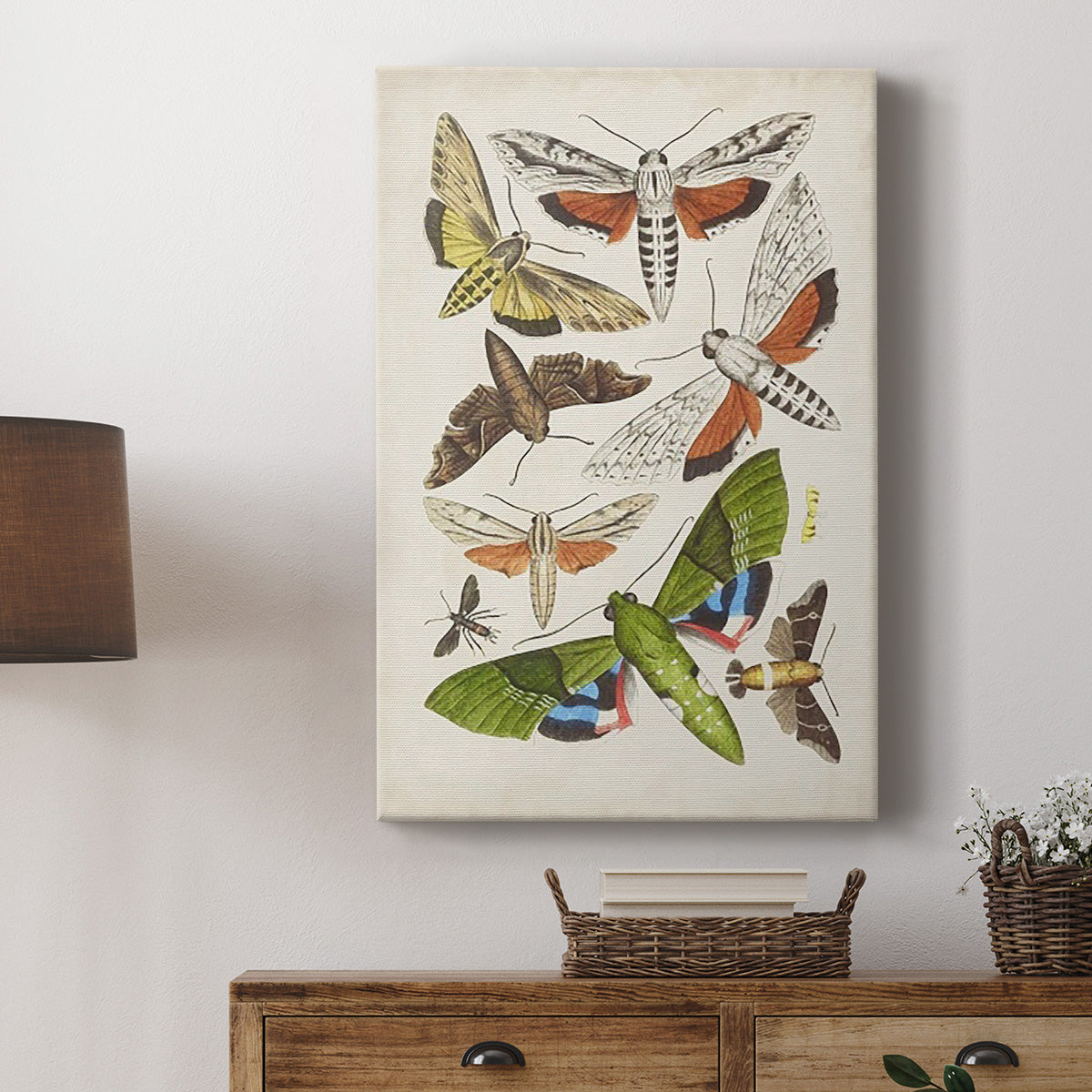 Antique Moths II Premium Gallery Wrapped Canvas - Ready to Hang