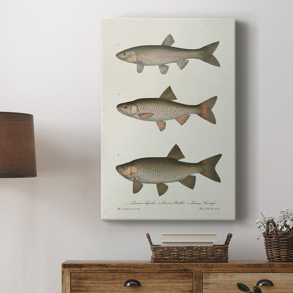 Species of Antique Fish IV Premium Gallery Wrapped Canvas - Ready to Hang