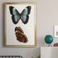 Antique Blue Butterflies IV - Modern Framed Canvas Print