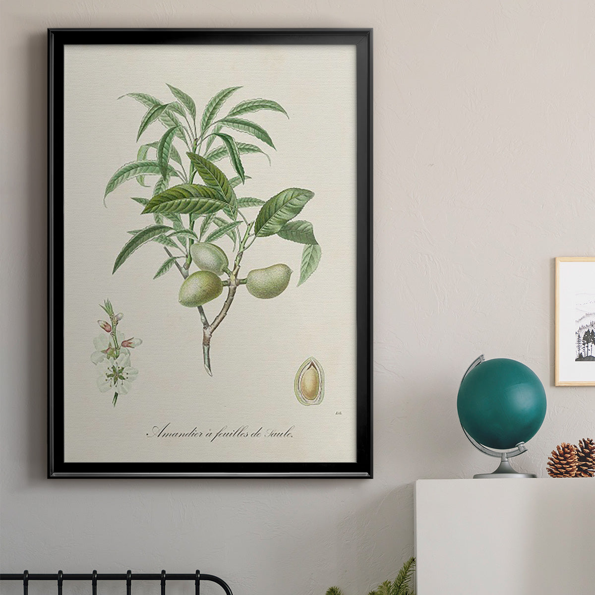 Antique Almond Botanical II - Modern Framed Canvas Print