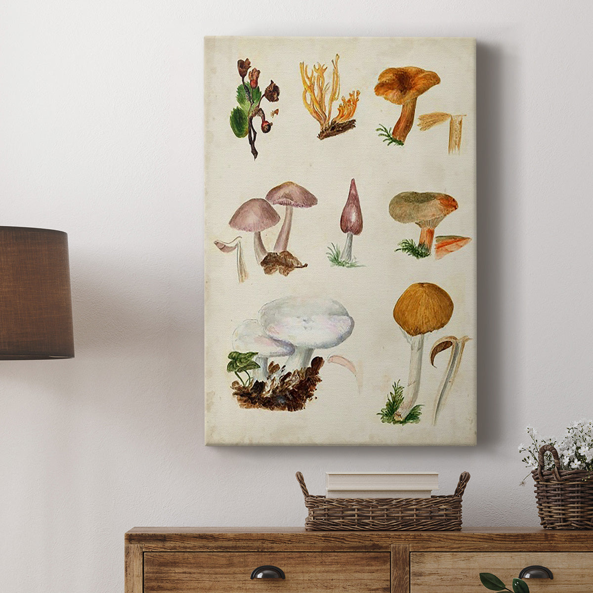 Mushroom Species VI - Canvas Art Print