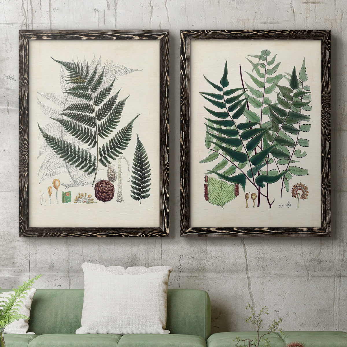 Set of two black barnwood framed canvas prints depicting a coordinated art pair of vintage fern specimens with botanical details rendered as natural-history fern plates above a sofa in a modern living room.