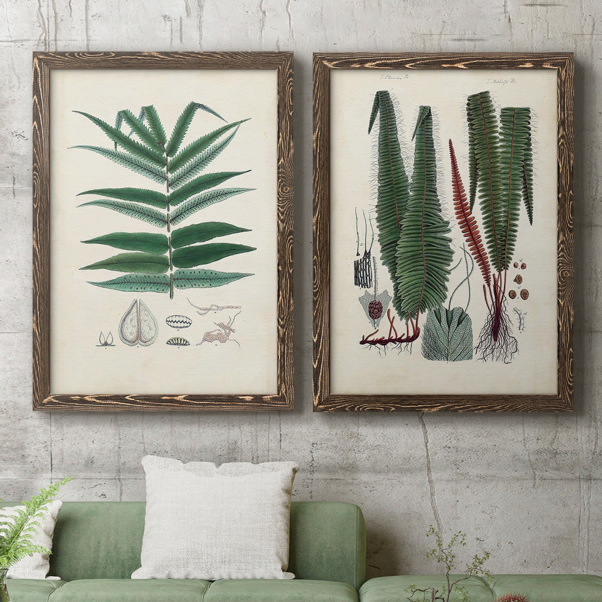 Set of two walnut barnwood framed canvas prints depicting a coordinated art pair of vintage fern specimens with botanical details rendered as natural-history fern plates above a sofa in a modern living room.