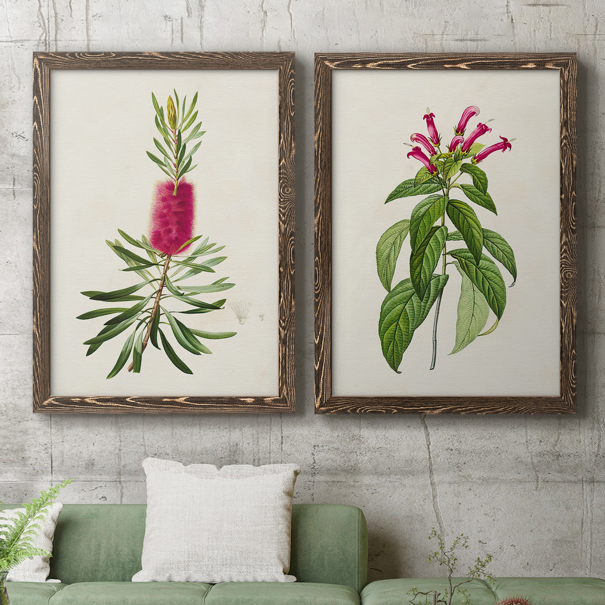 Set of two walnut barnwood framed canvas prints depicting a coordinated art pair of pink flowering plant specimens rendered as vintage botanical plate illustrations above a sofa in a modern living room.