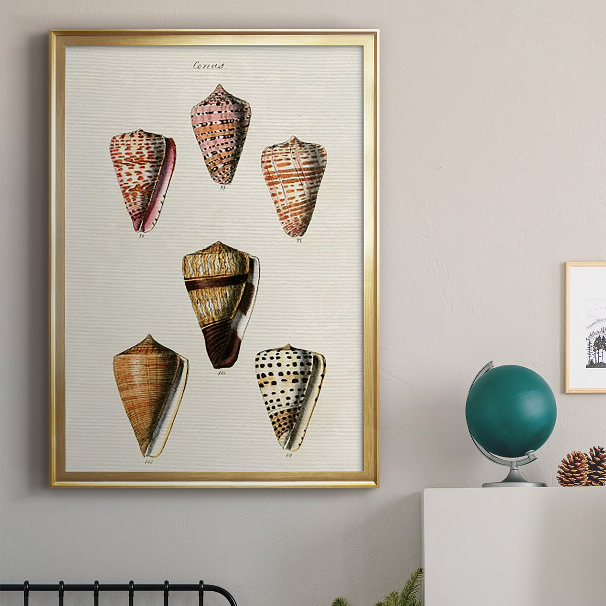 Cone Shell Collection IV - Modern Framed Canvas Print