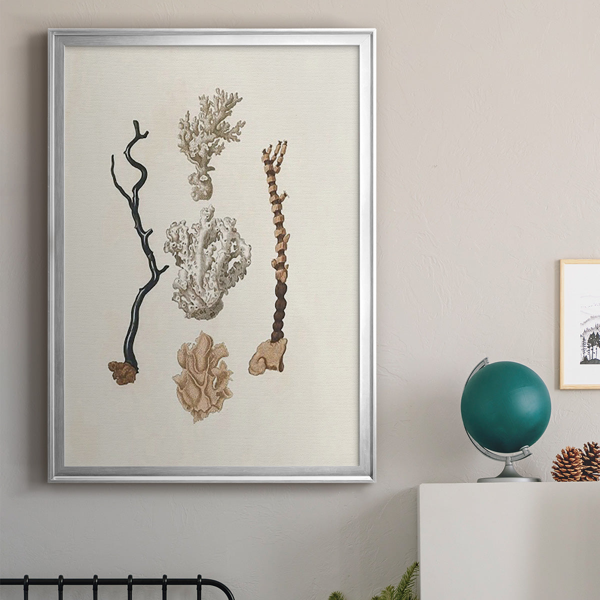 Knorr Shells & Coral V - Modern Framed Canvas Print