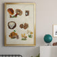 Mushroom Species I - Modern Framed Canvas Print