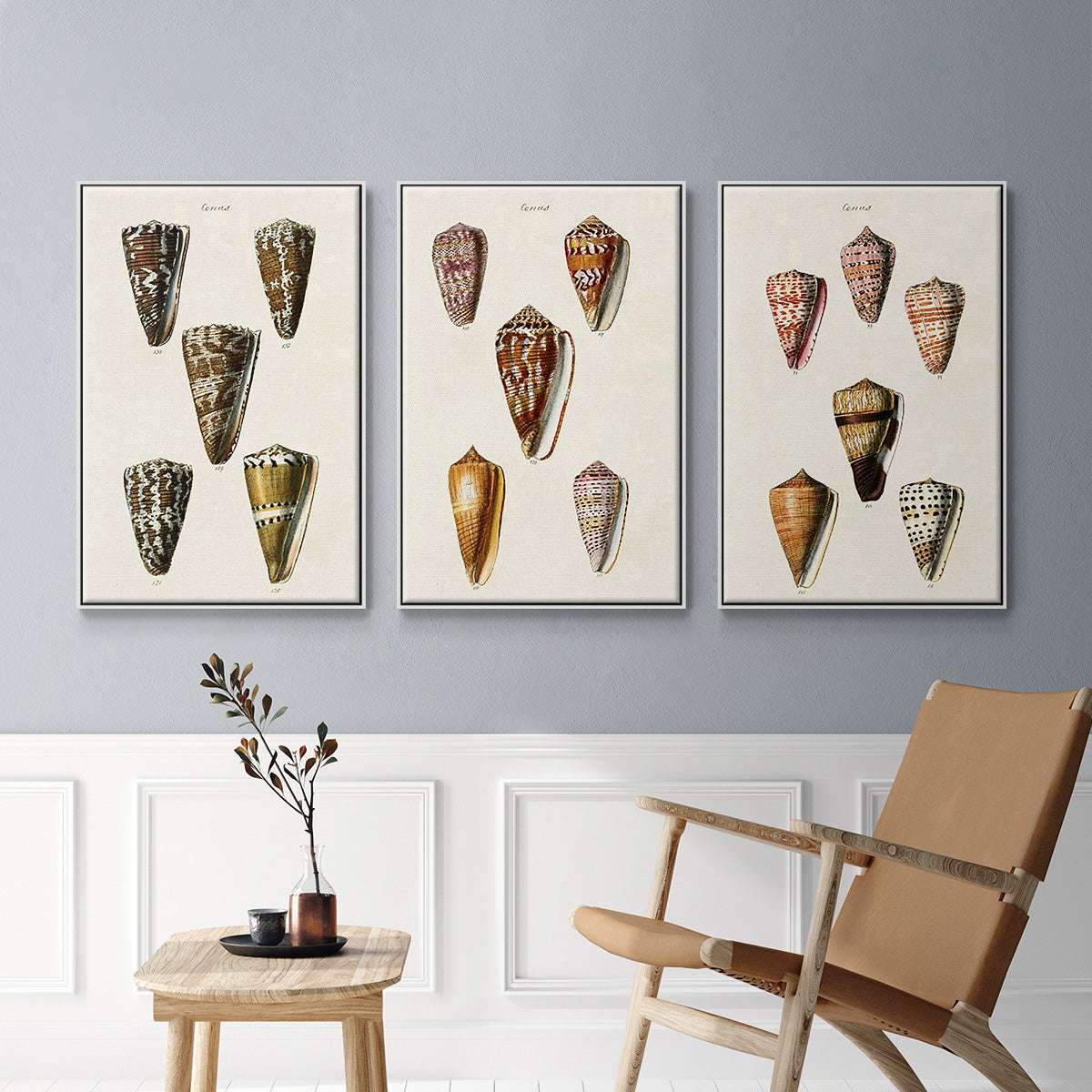 Cone Shell Collection IV - Framed Premium Gallery Wrapped Canvas L Frame 3 Piece Set - Ready to Hang