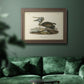 Audubons Brown Pelican - Ornate Framed Canvas Print