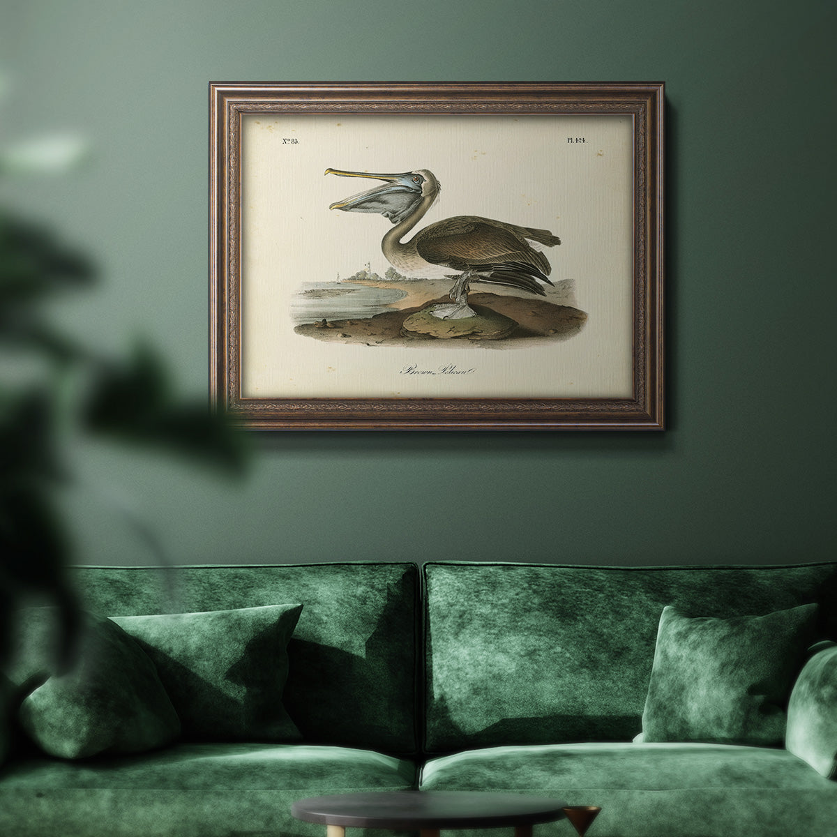 Audubons Brown Pelican - Ornate Framed Canvas Print