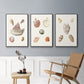 Pastel Knorr Shells IV - Framed Premium Gallery Wrapped Canvas L Frame 3 Piece Set - Ready to Hang