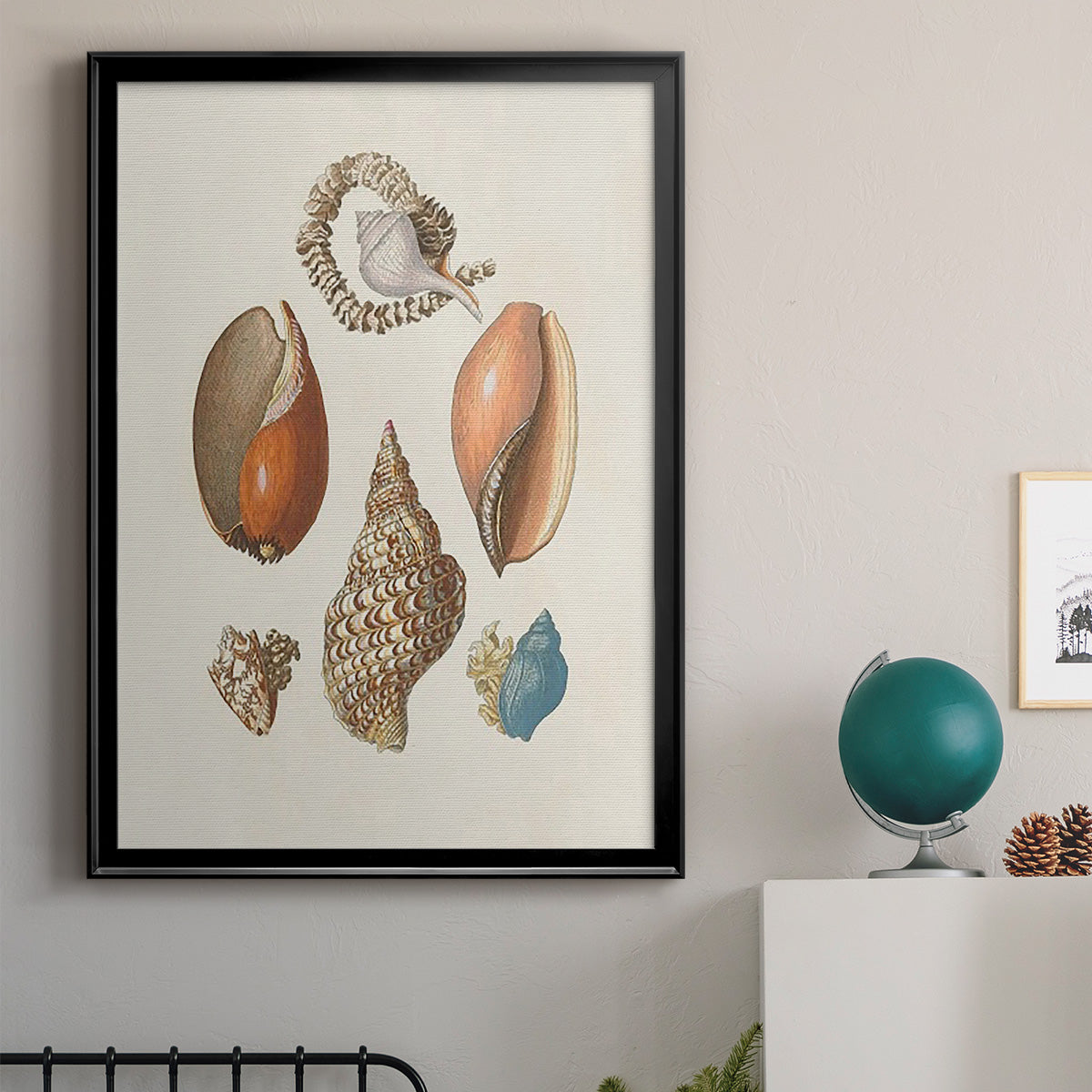 Knorr Shells & Coral I - Modern Framed Canvas Print