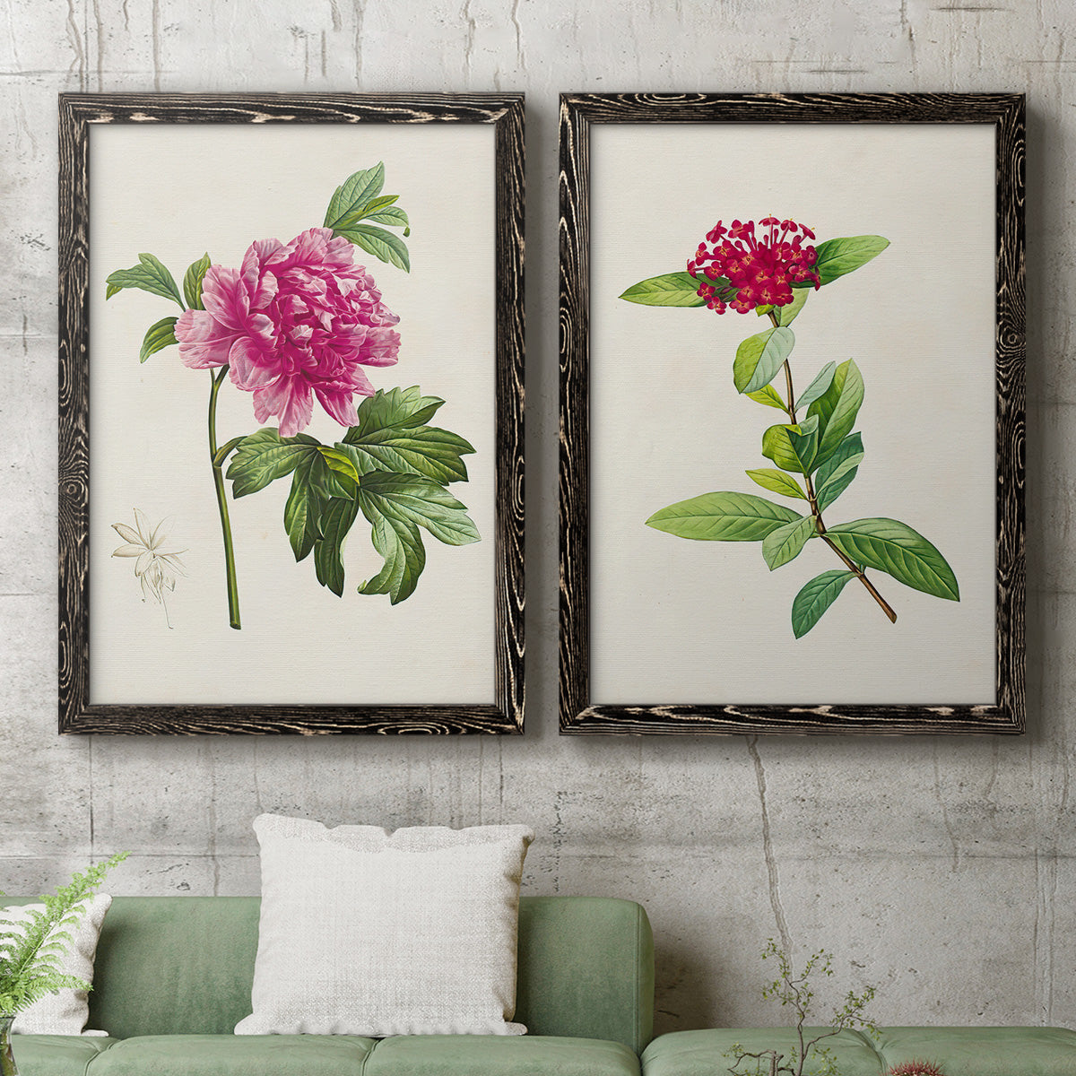 Set of two black barnwood framed canvas prints depicting a coordinated art pair of pink flowering plant specimens rendered as vintage botanical plate illustrations above a sofa in a modern living room.