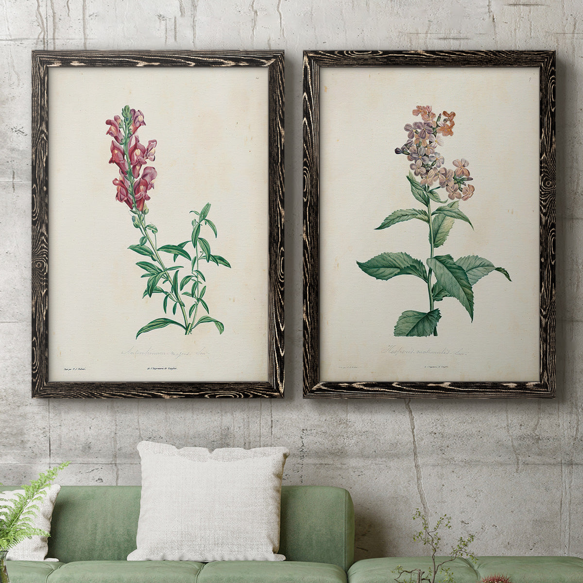 Set of two black barnwood framed canvas prints depicting antique floral illustrations featuring a tall red bloom and a clustered mauve flower above a sofa in a modern living room.