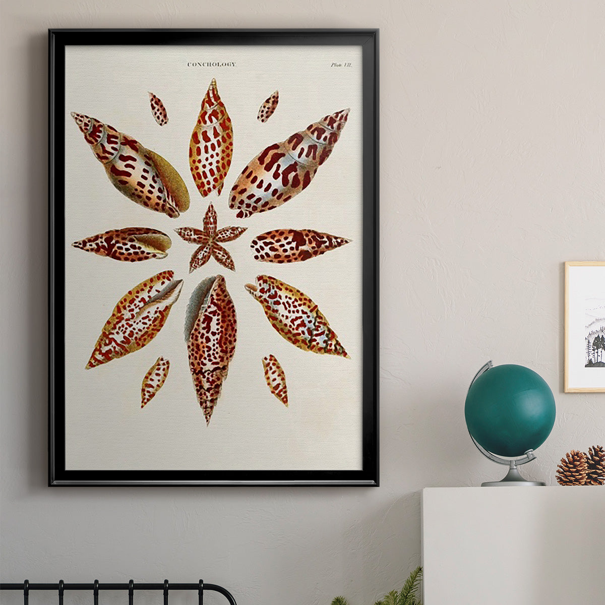 Spiral Shell Formation I - Modern Framed Canvas Print