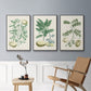 Buchoz Tropicals II - Floater Framed Canvas Set