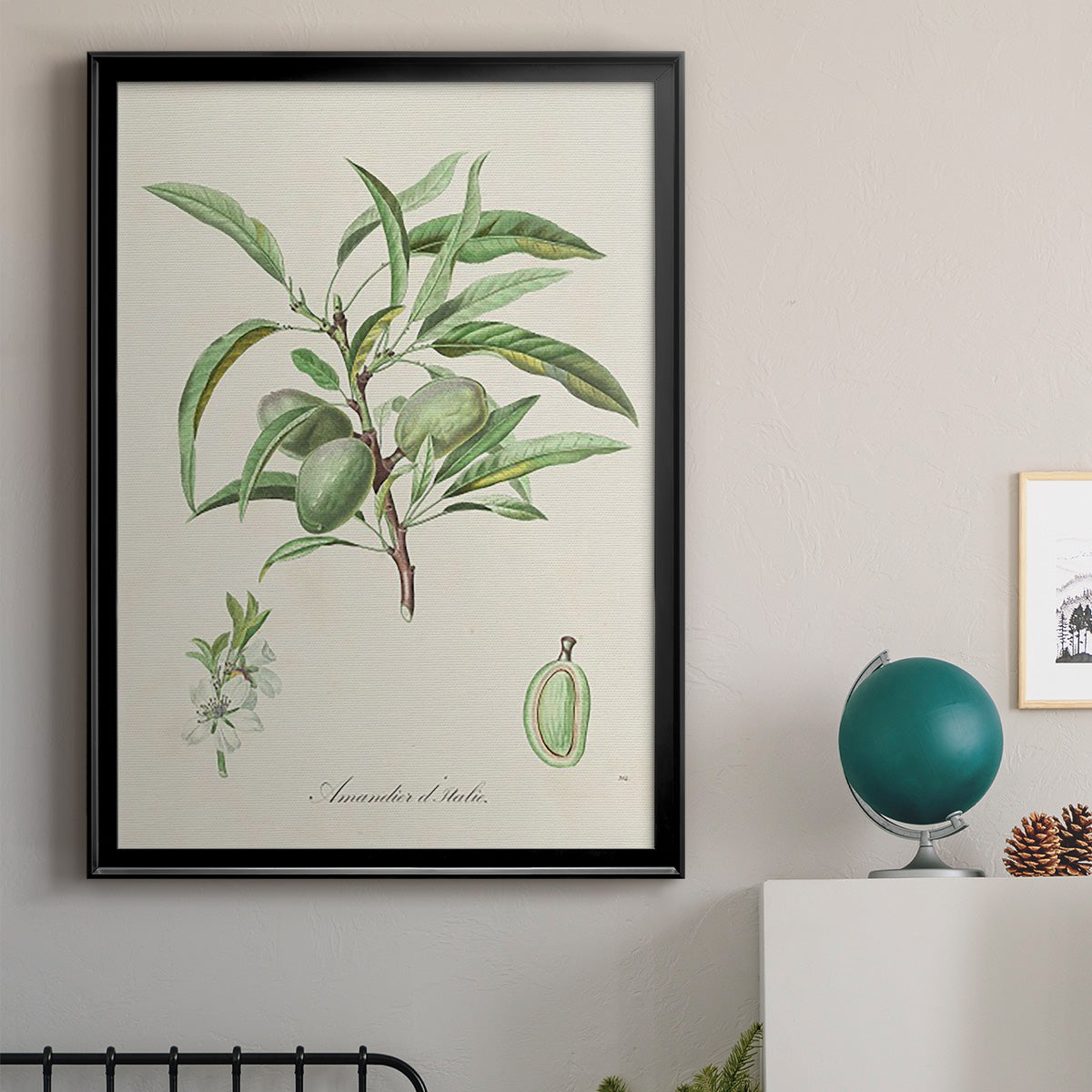 Antique Almond Botanical III - Modern Framed Canvas Print