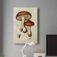 Mushroom Varieties VI Premium Gallery Wrapped Canvas - Ready to Hang