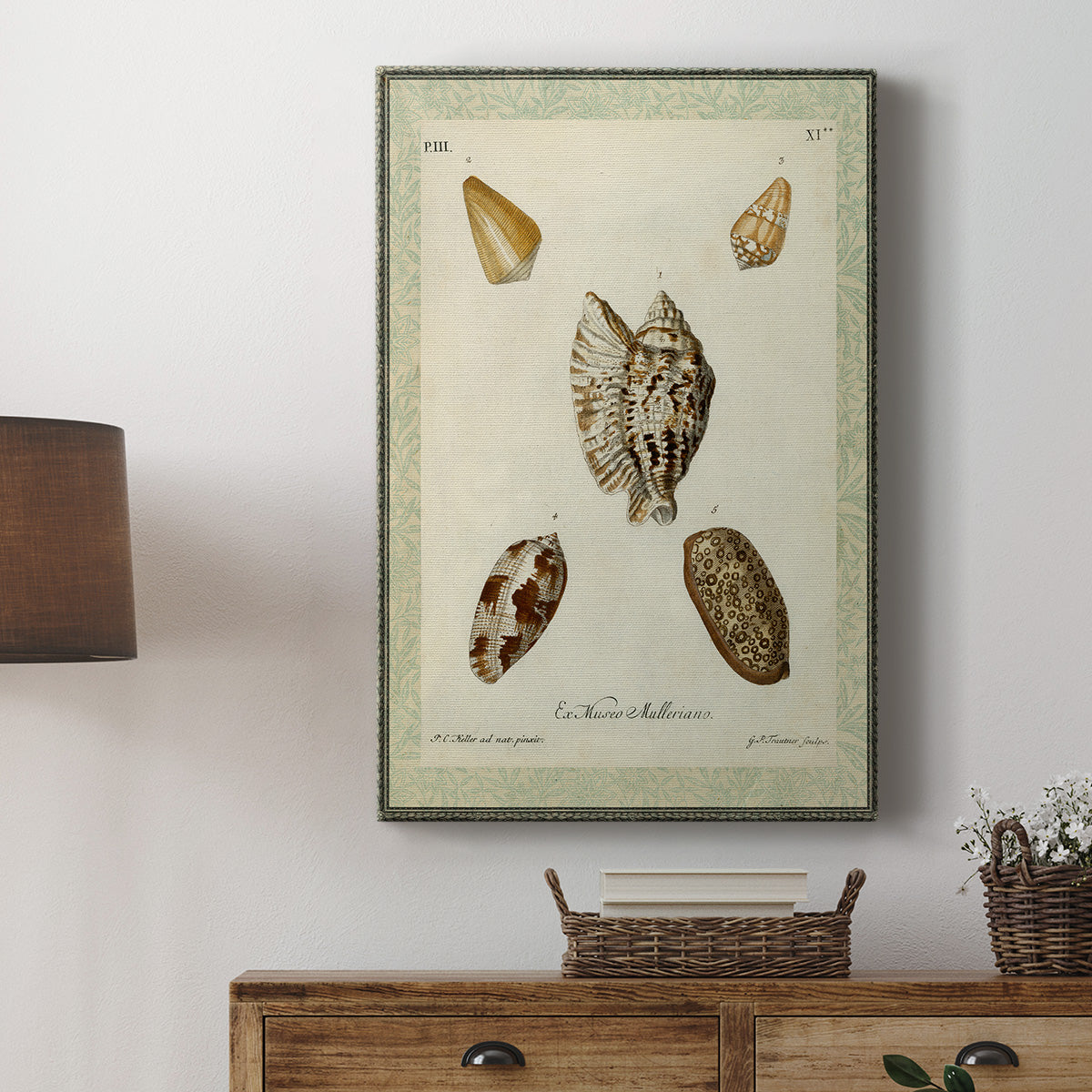 Bookplate Shells II Premium Gallery Wrapped Canvas - Ready to Hang