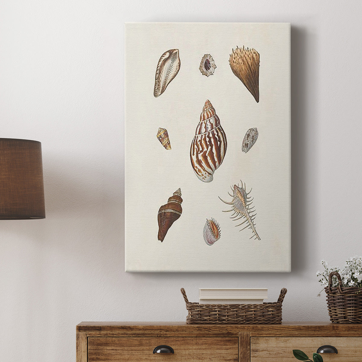 Knorr Shells & Coral IX - Canvas Art Print