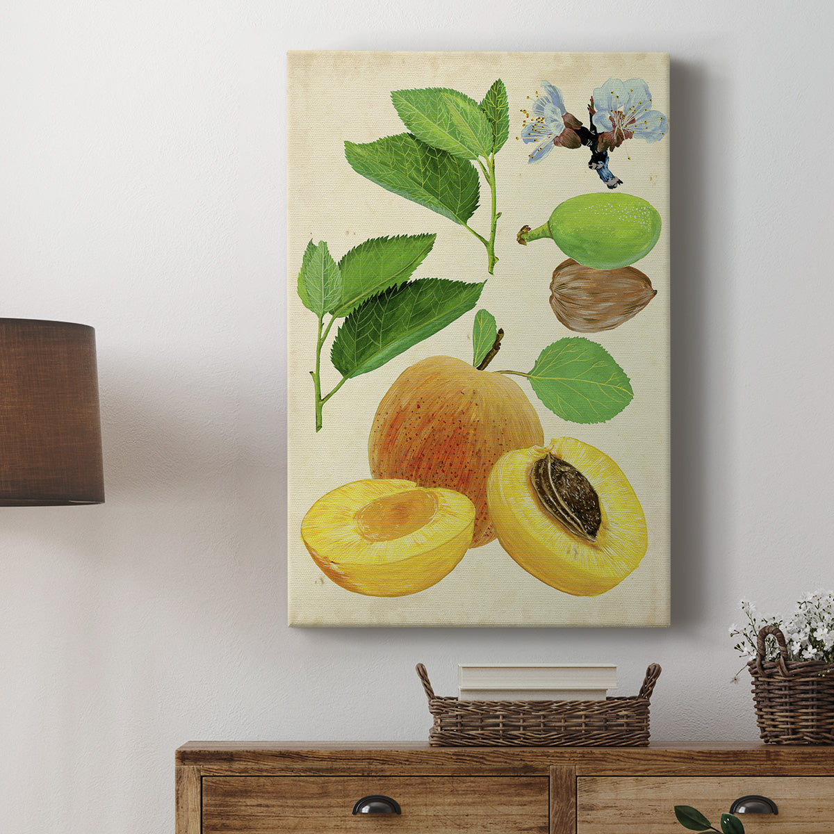 Apricot Study I Premium Gallery Wrapped Canvas - Ready to Hang