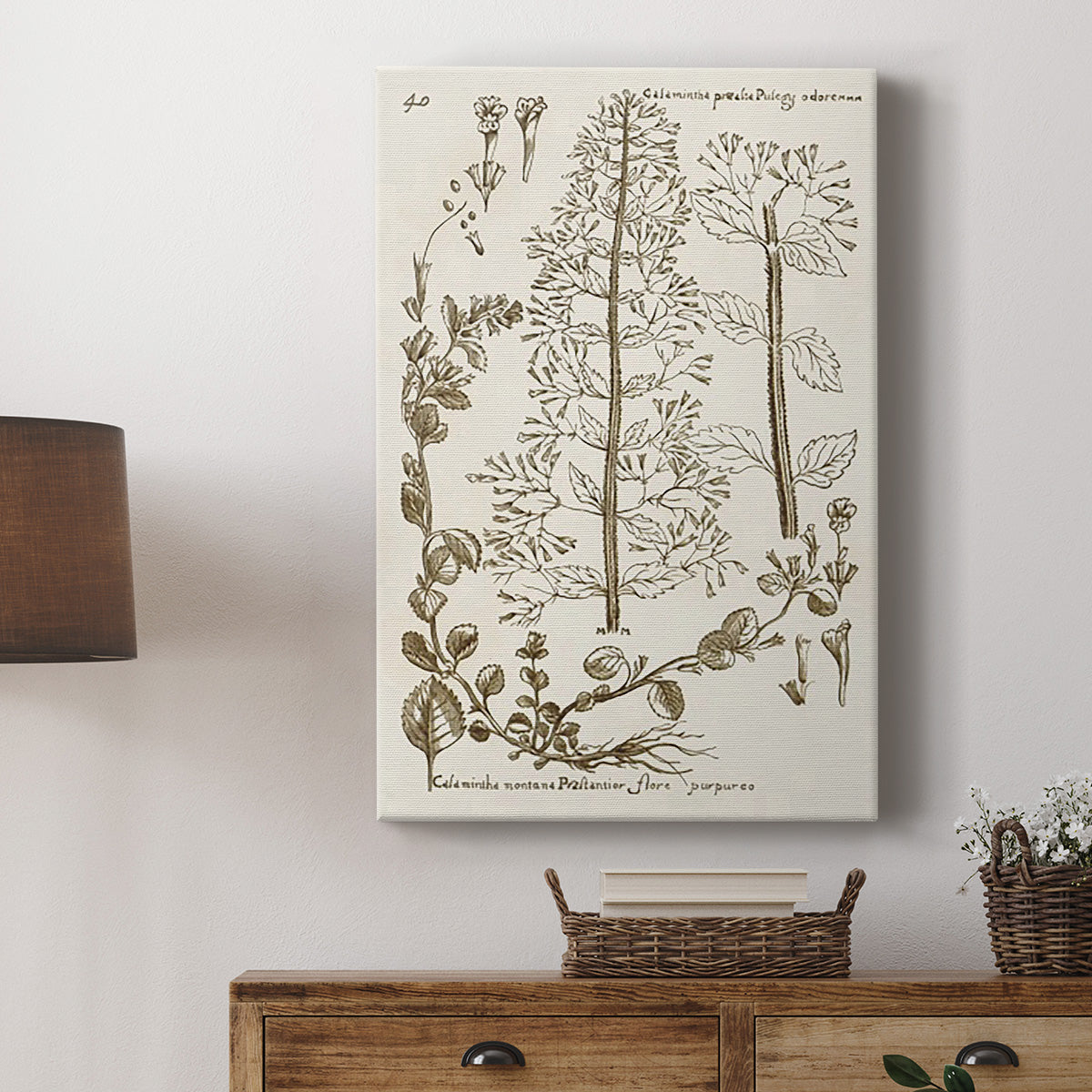 Sepia Botanical Journal V - Canvas Art Print