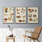 Mushroom Species I - Floater Framed Canvas Set
