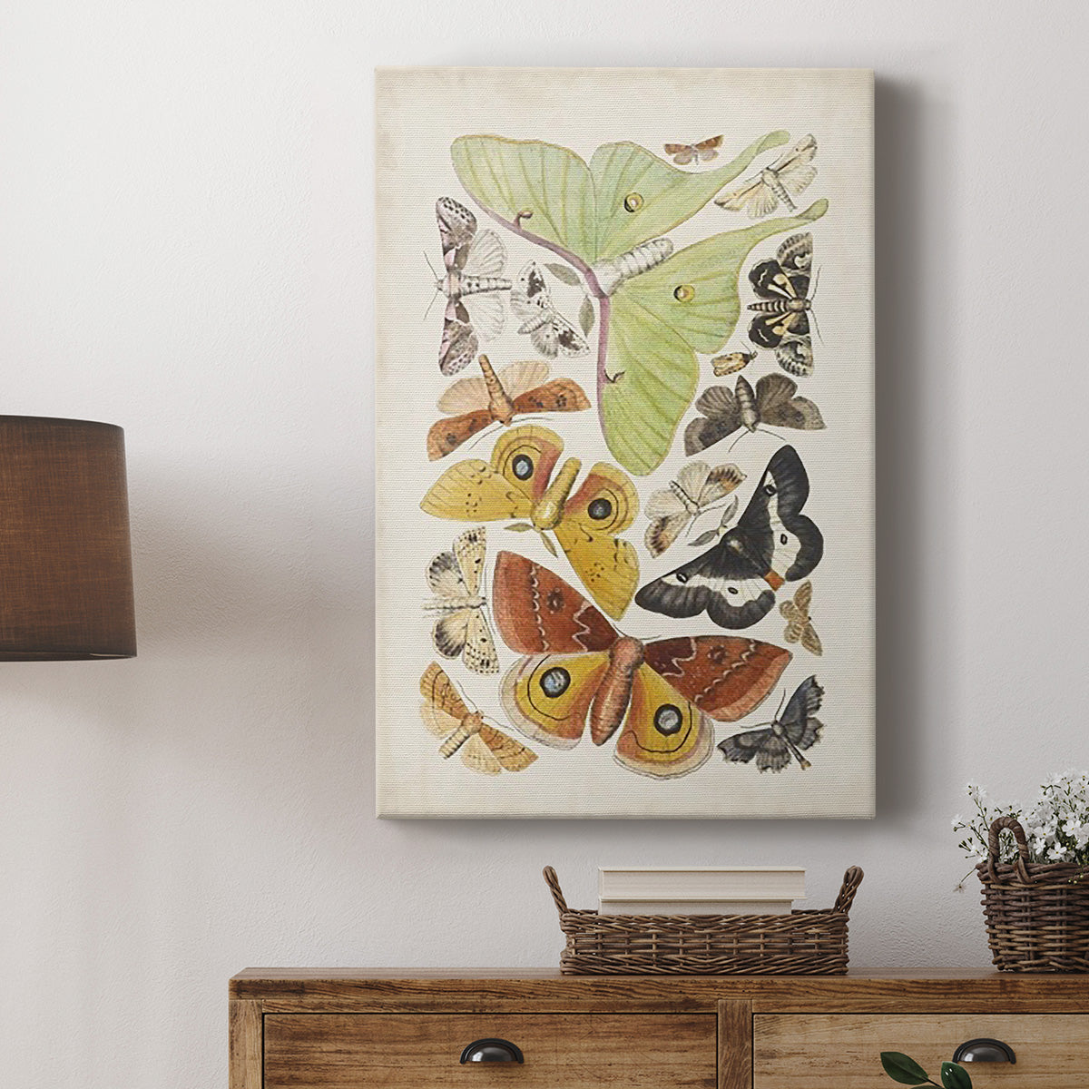 Antique Moths I Premium Gallery Wrapped Canvas - Ready to Hang