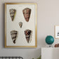 Cone Shell Collection III - Modern Framed Canvas Print