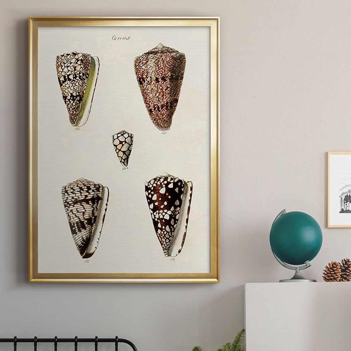 Cone Shell Collection III - Modern Framed Canvas Print