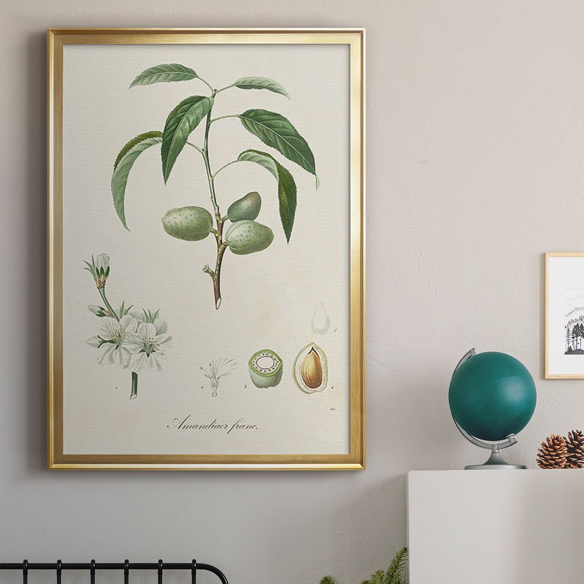 Antique Almond Botanical I - Modern Framed Canvas Print