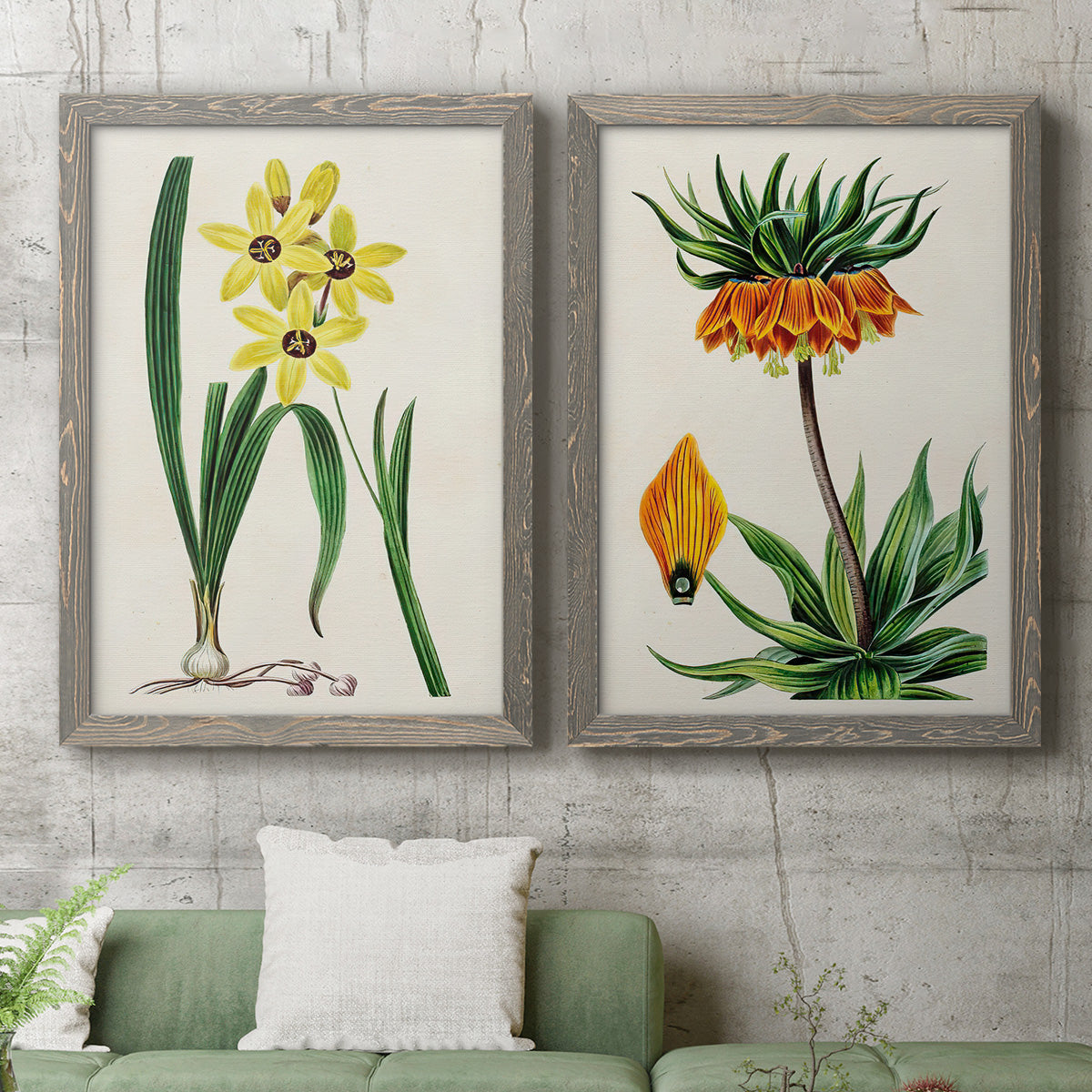 Set of two gray barnwood framed canvas prints depicting a coordinated art pair of colorful flowering plant specimens rendered as antique botanical plate illustrations above a sofa in a modern living room.