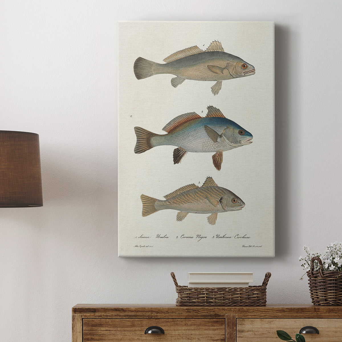 Species of Antique Fish III Premium Gallery Wrapped Canvas - Ready to Hang