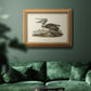 Audubons Brown Pelican - Ornate Framed Canvas Print
