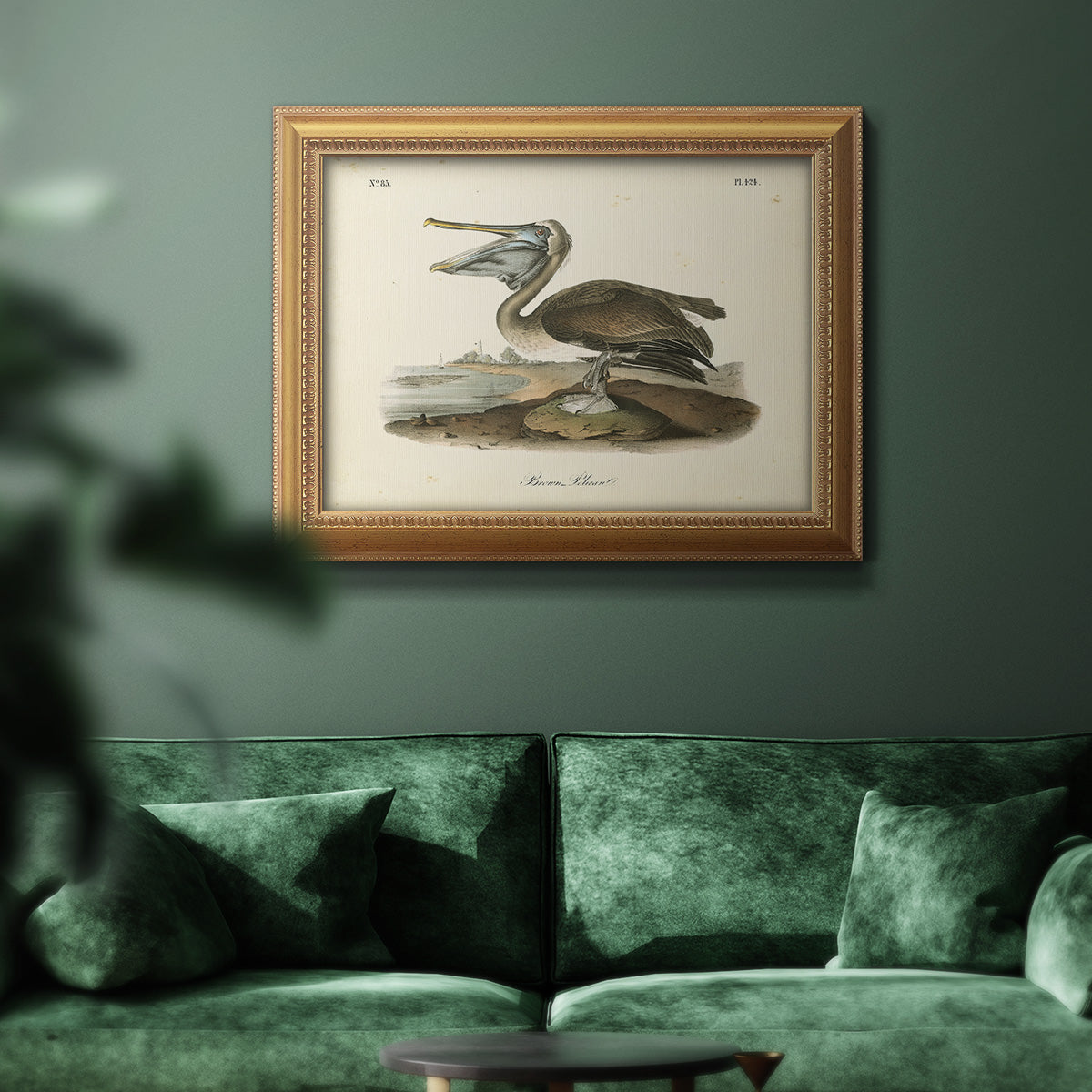 Audubons Brown Pelican - Ornate Framed Canvas Print
