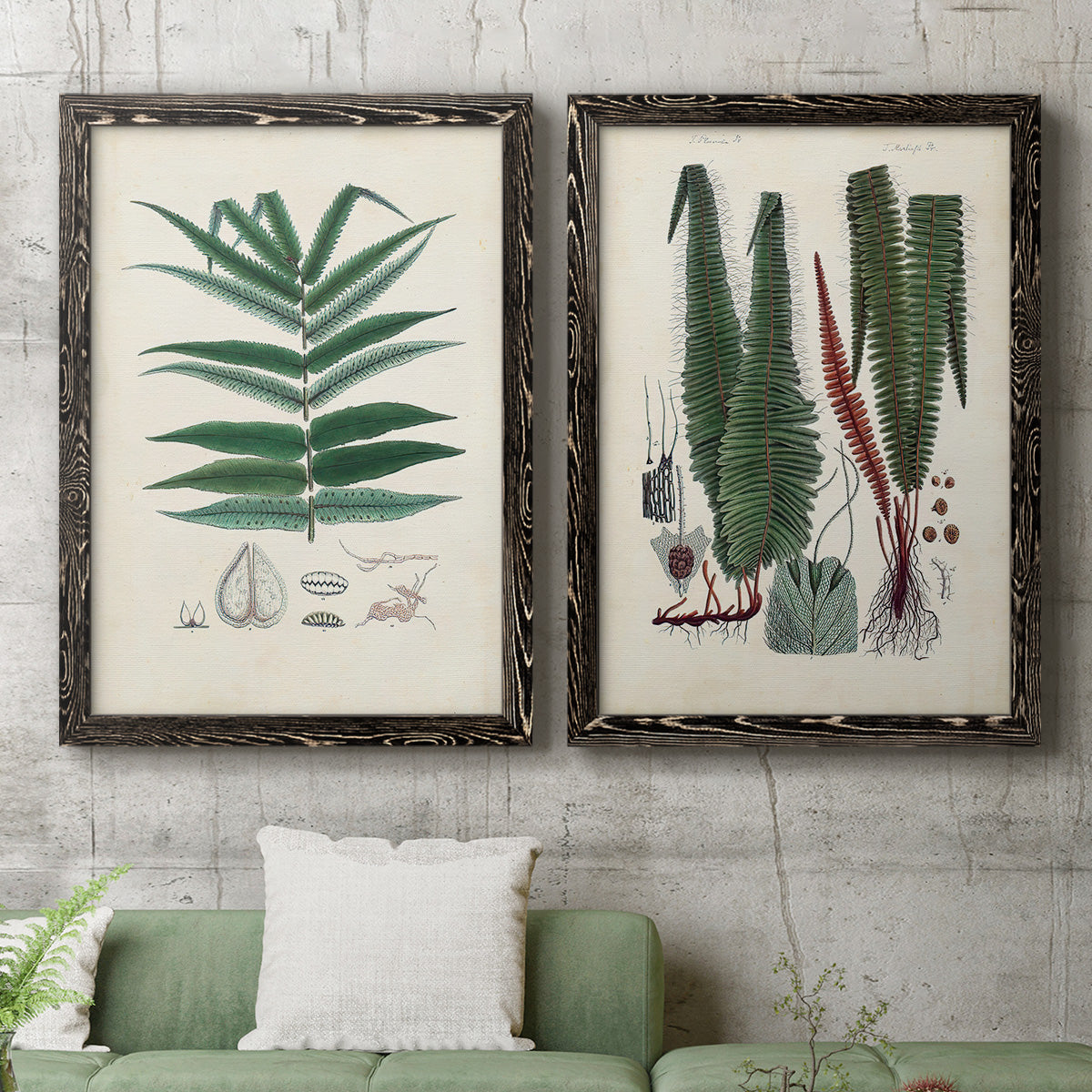 Set of two black barnwood framed canvas prints depicting a coordinated art pair of vintage fern specimens with botanical details rendered as natural-history fern plates above a sofa in a modern living room.