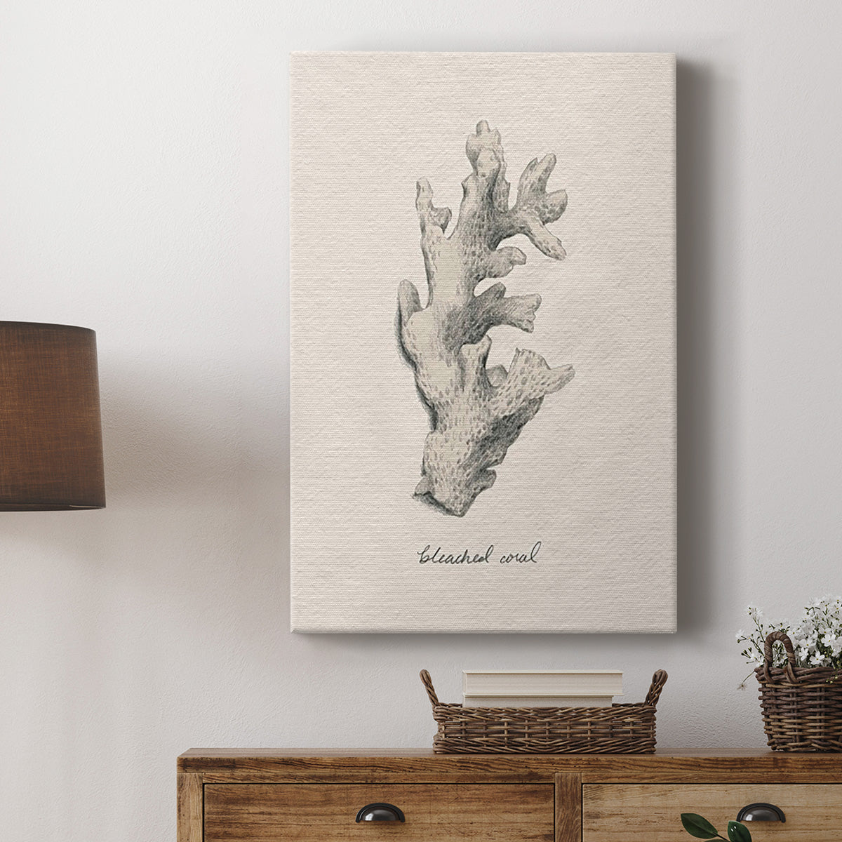 Shore Treasure Study II - Canvas Art Print