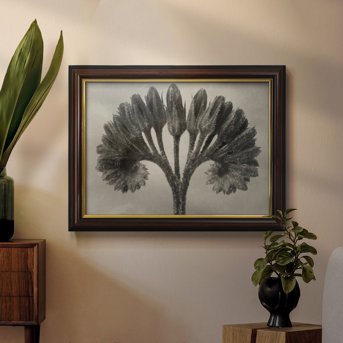 Vintage botanical plant study photograph by Karl Blossfeldt in an ornate mahogany wood frame with gold liner displayed in a dark-toned interior setting.