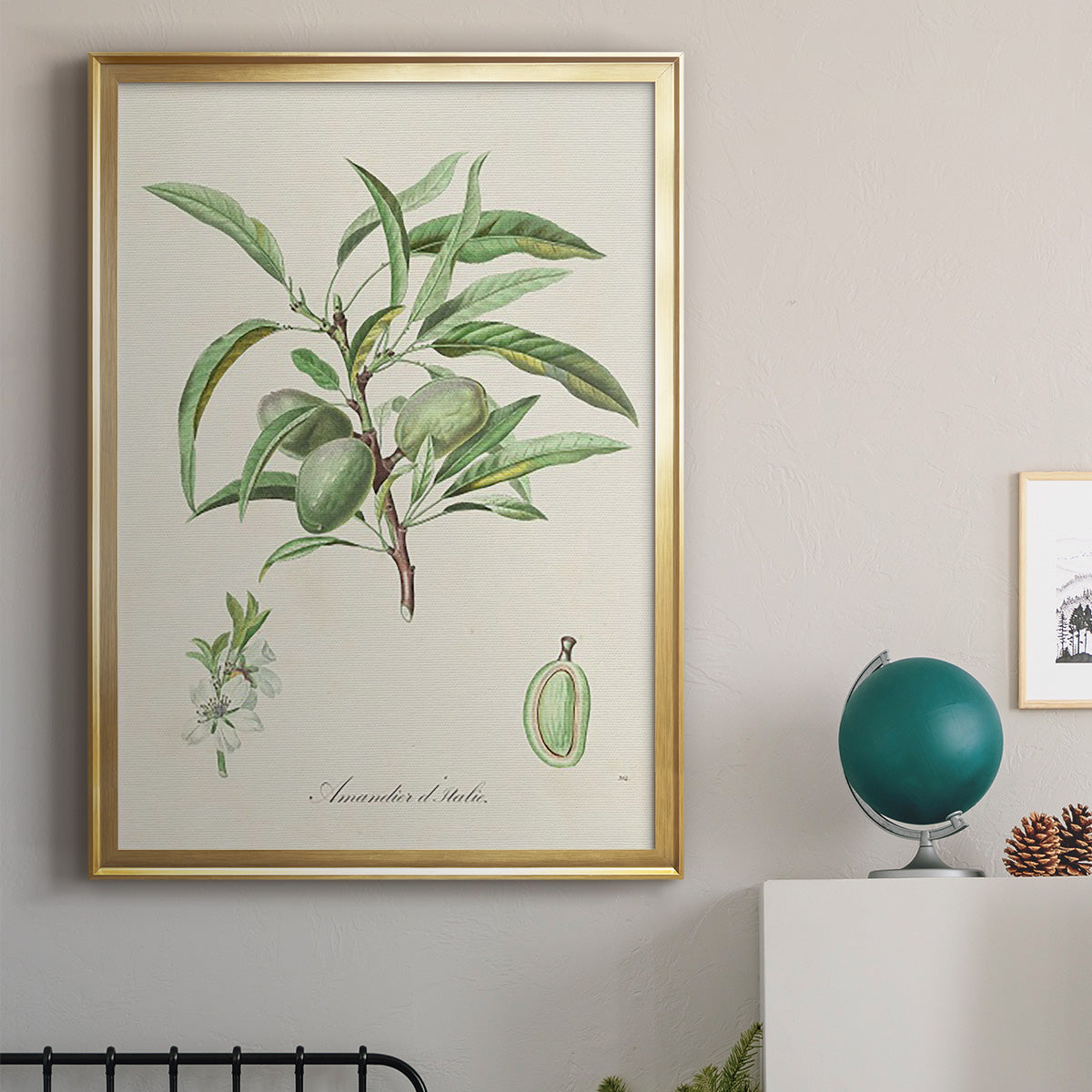 Antique Almond Botanical III - Modern Framed Canvas Print