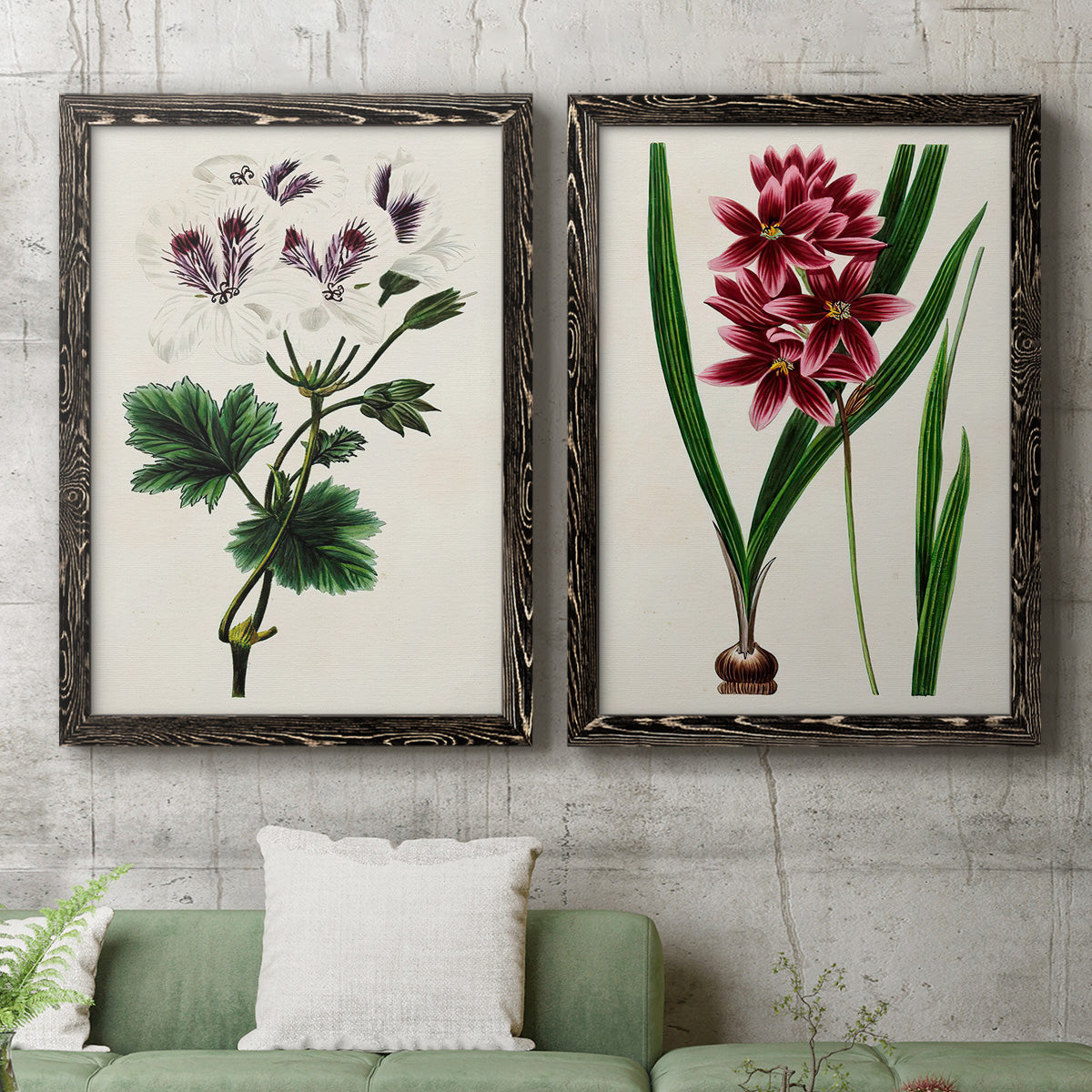 Set of two black barnwood framed canvas prints depicting a coordinated art pair of colorful flowering plant specimens rendered as antique botanical plate illustrations above a sofa in a modern living room.