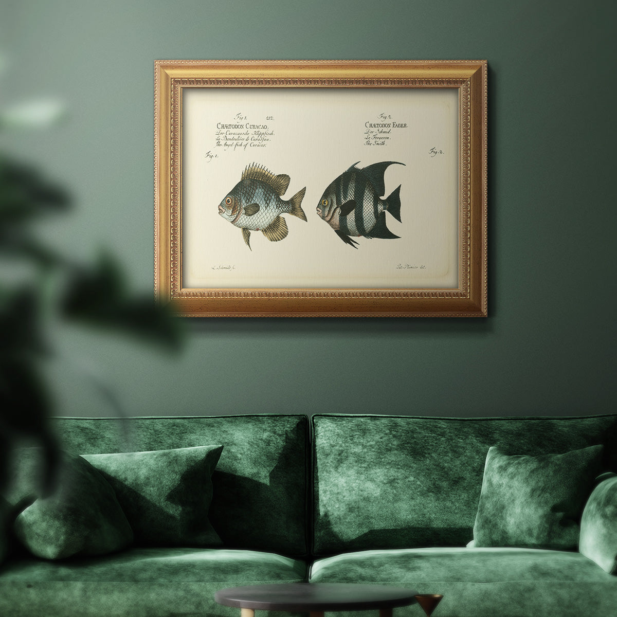 Bloch Antique Fish II Premium Framed Canvas- Ready to Hang