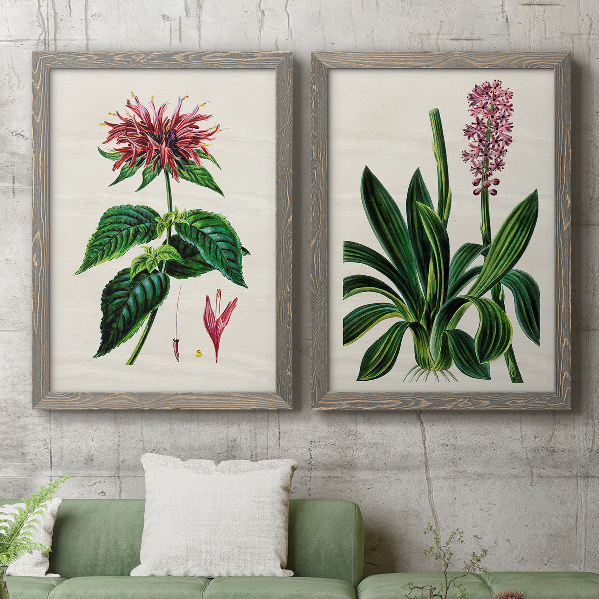 Set of two gray barnwood framed canvas prints depicting a coordinated art pair of colorful flowering plant specimens rendered as antique botanical plate illustrations above a sofa in a modern living room.