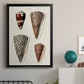 Cone Shell Collection I - Modern Framed Canvas Print