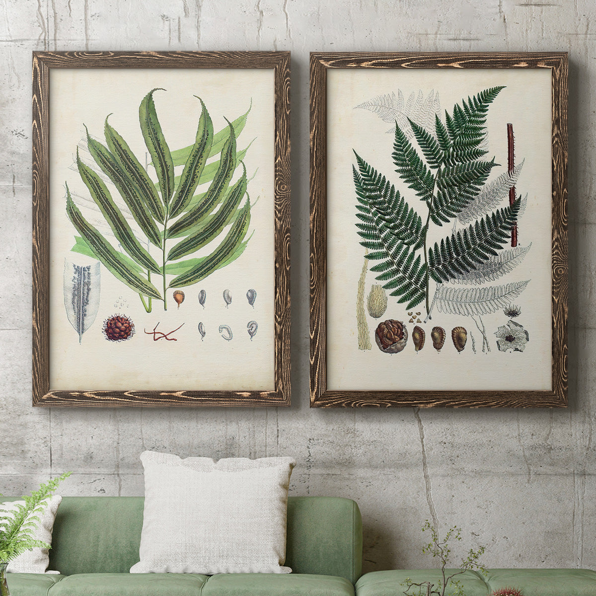 Set of two walnut barnwood framed canvas prints depicting a coordinated art pair of vintage fern specimens with botanical details rendered as natural-history fern plates above a sofa in a modern living room.