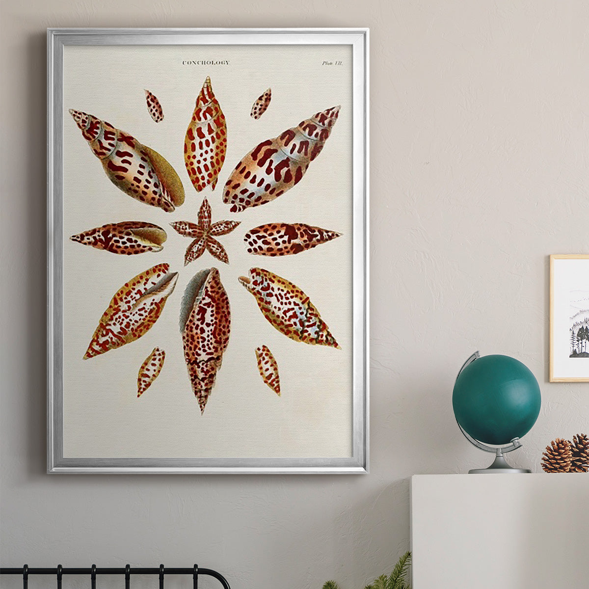 Spiral Shell Formation I - Modern Framed Canvas Print