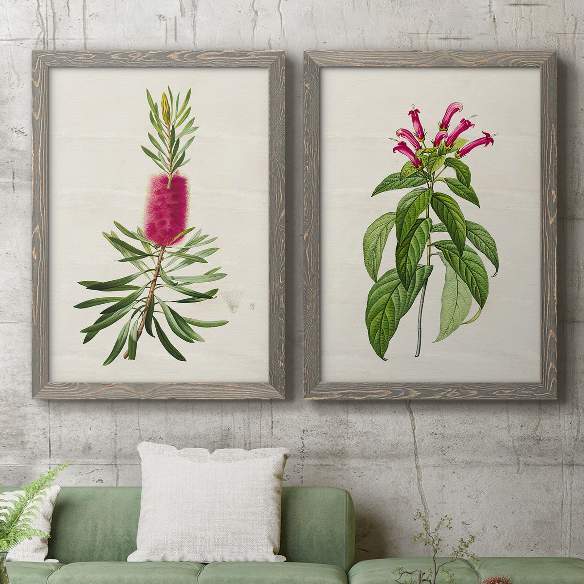 Set of two gray barnwood framed canvas prints depicting a coordinated art pair of pink flowering plant specimens rendered as vintage botanical plate illustrations above a sofa in a modern living room.